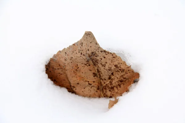 Листья в снегу — стоковое фото