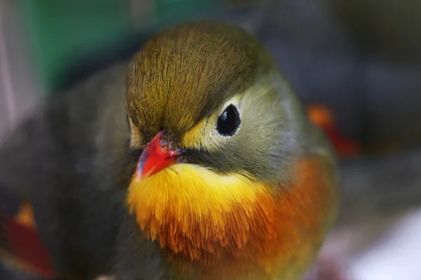 Closeup ενός πουλιού — Φωτογραφία Αρχείου