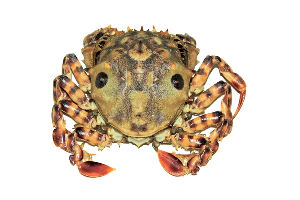 Closeup of Crab on white background — Stock Photo, Image