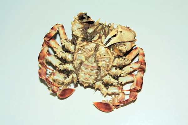 En sorts krabba — Stockfoto
