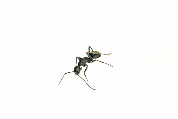 Closeup των μυρμηγκιών — Φωτογραφία Αρχείου