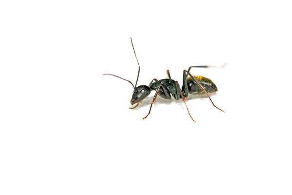 Closeup mravenců — Stock fotografie