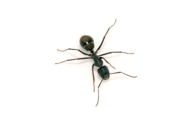 Gros plan sur les fourmis — Photo