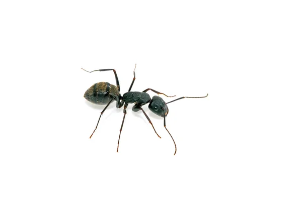 Крупним планом мурах — стокове фото