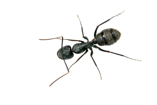 Gros plan sur les fourmis — Photo