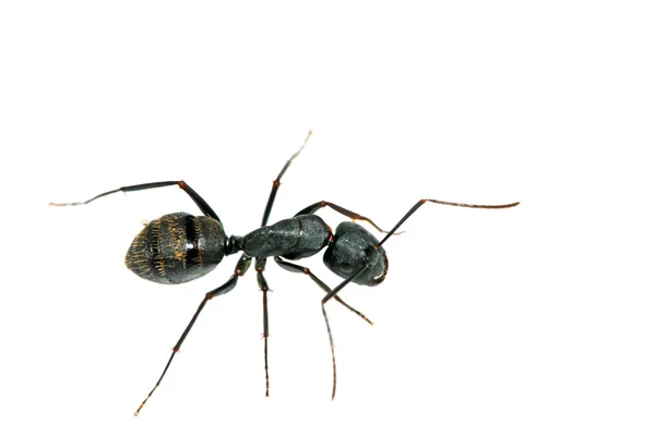 Крупный план муравьёв — стоковое фото