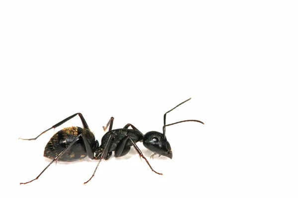 蚂蚁的特写 — 图库照片