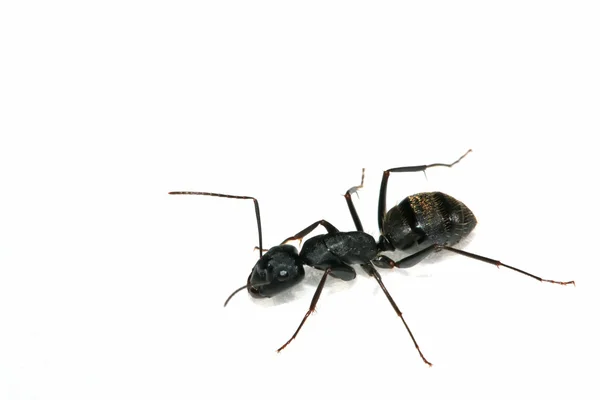 Großaufnahme von Ameisen — Stockfoto