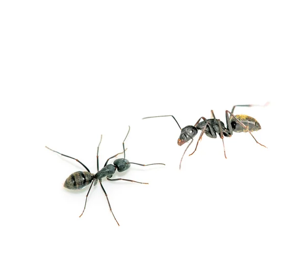 Zbliżenie mrówek — Zdjęcie stockowe