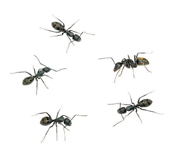 Fechar as formigas — Fotografia de Stock