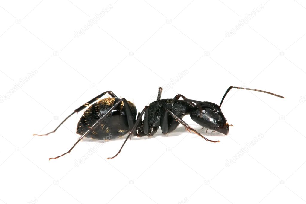 Closeup of ants
