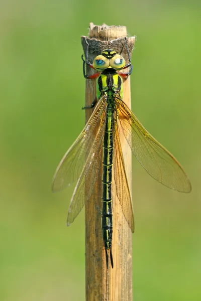 stock image Dragonfly