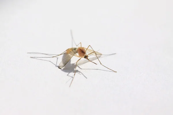 Stechmücken — Stockfoto