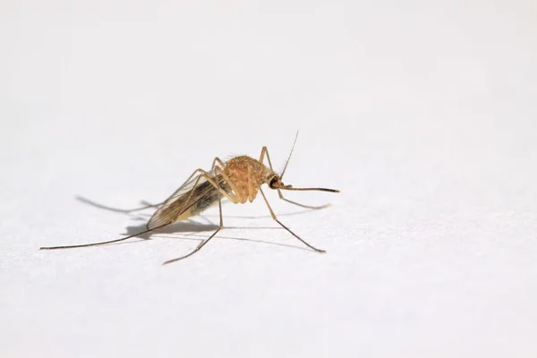 Комары — стоковое фото