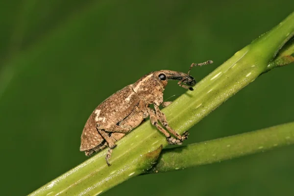 Rüsselkäfer — Stockfoto