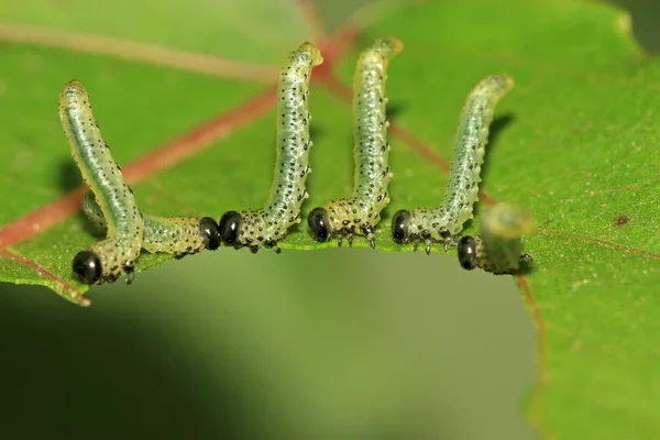 잎을 먹는 곤충의 그룹 — 스톡 사진