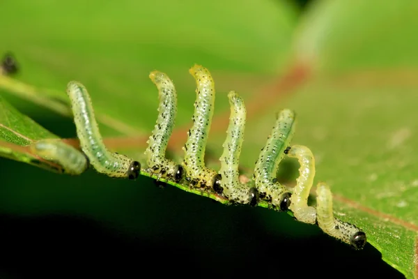 Grupos de insectos comiendo hojas — Foto de Stock