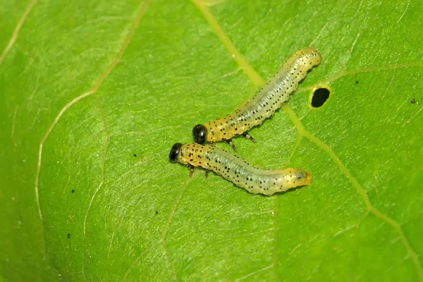 Gruppi di insetti che mangiano foglie — Foto Stock