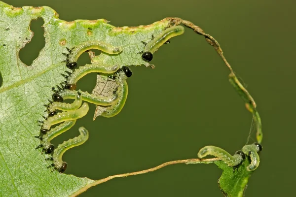 群体的昆虫吃叶子 — 图库照片