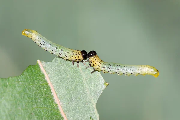 Grupper av insekter som äter blad — Stockfoto