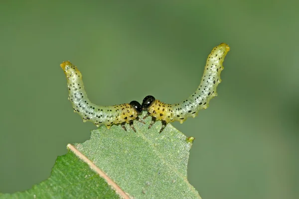 Groupes d'insectes mangeant des feuilles — Photo