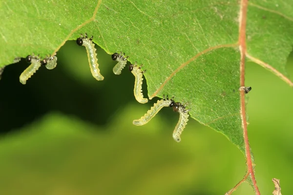 Grupper av insekter som äter blad — Stockfoto