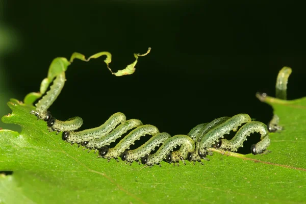 Группы насекомых едят листья — стоковое фото