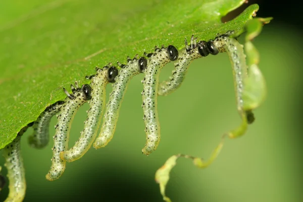 Grup owadów jedzenia liści — Zdjęcie stockowe