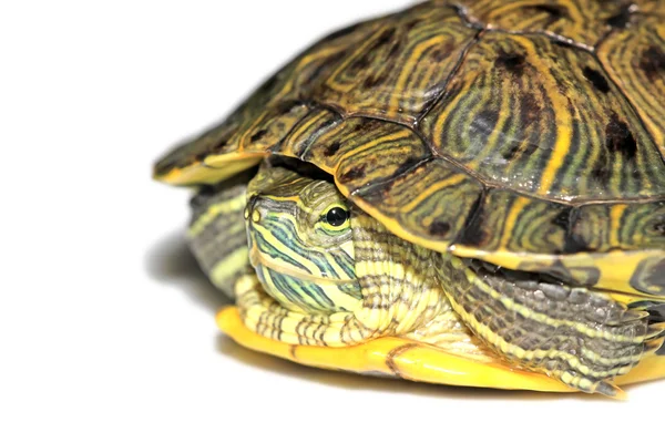 Красноухая черепаха — стоковое фото