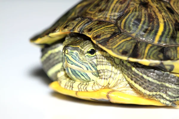 Żółw czerwonolicy żółw — Zdjęcie stockowe