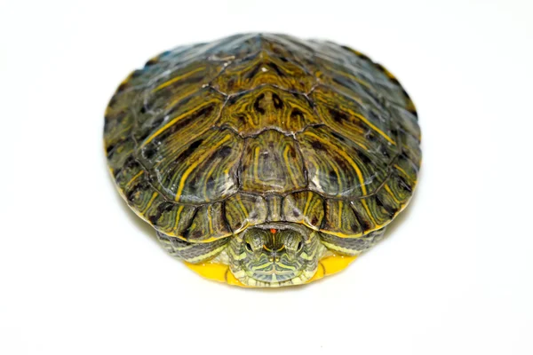 Żółw czerwonolicy żółw — Zdjęcie stockowe