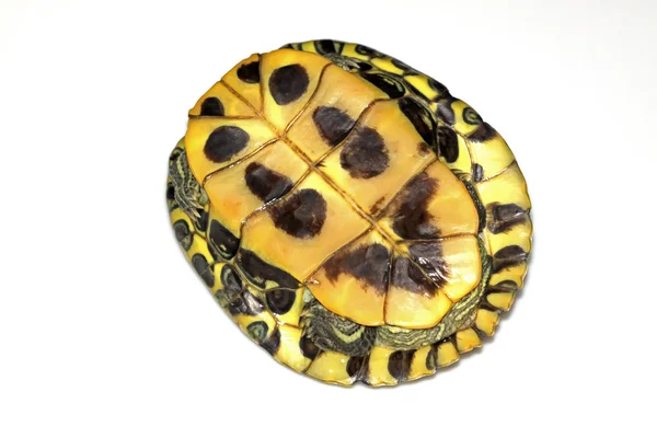 Κόκκινος-έχοντα νώτα χελώνα — Φωτογραφία Αρχείου