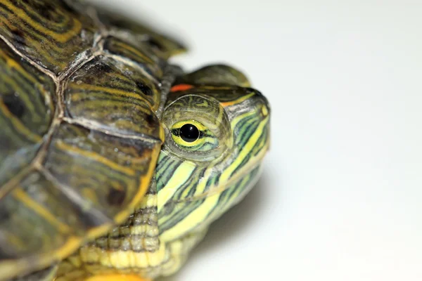 Kırmızı kulaklı kaplumbağa — Stok fotoğraf