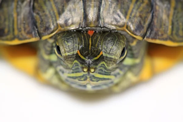 Червона болотна черепаха — стокове фото