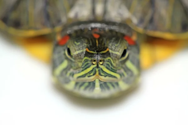 Tartaruga de orelhas vermelhas — Fotografia de Stock