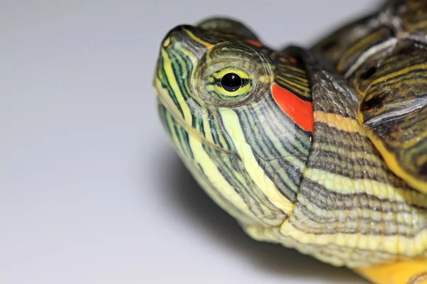 붉은 귀 거북 — 스톡 사진