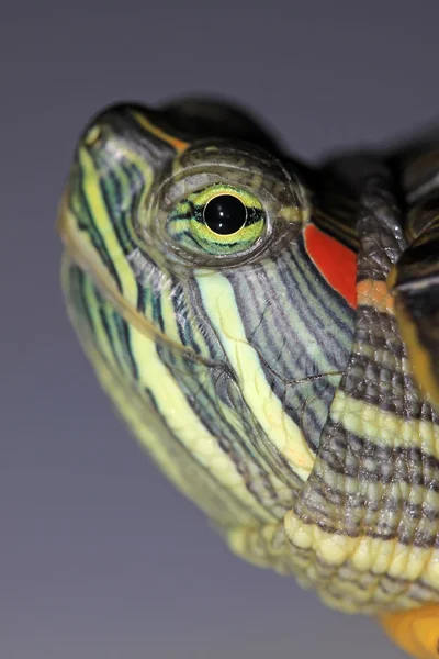 Kırmızı kulaklı kaplumbağa — Stok fotoğraf