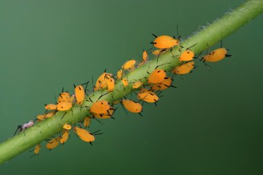 yaprak biti closeup