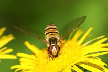 Syrphidae insects clipart