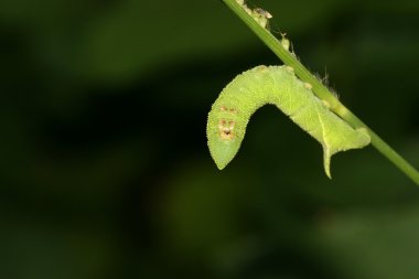 fasulye convolvuli larvalar