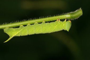 fasulye convolvuli larvalar