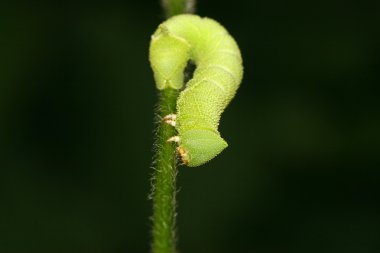 fasulye convolvuli larvalar