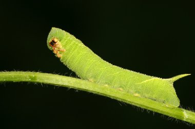 fasulye convolvuli larvalar