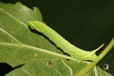 fasulye convolvuli