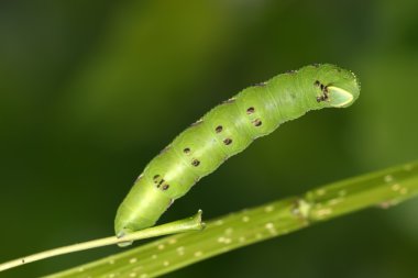 fasulye convolvuli