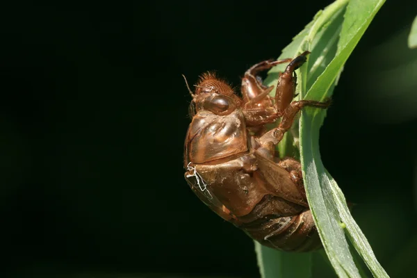 Invólucro de Cicada — Fotografia de Stock
