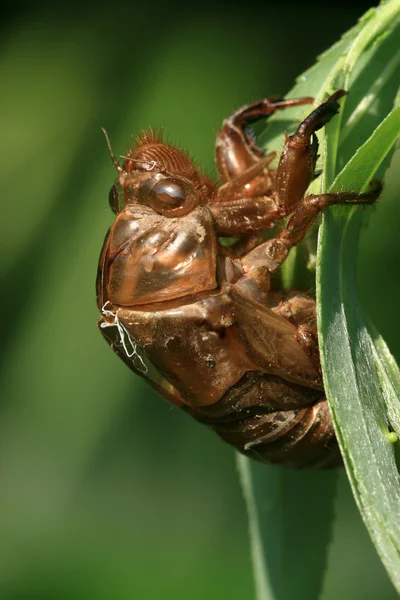 Cicade schelp — Stockfoto