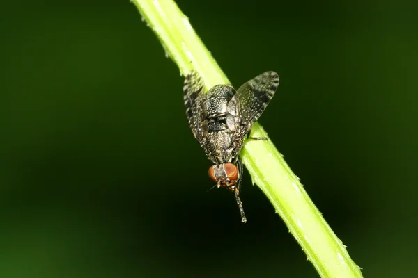 Vliegen insecten — Stockfoto