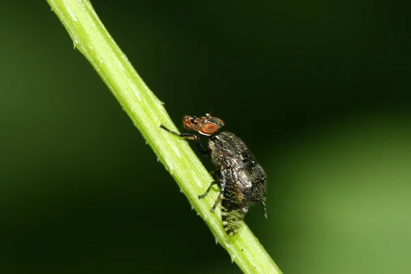 Mucha owady — Zdjęcie stockowe
