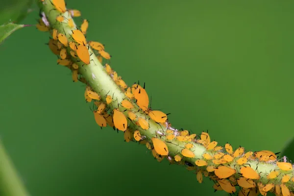 Closeup of Aphid — Stock Photo, Image